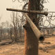 The aftermath of the Carr Fire tornado.